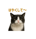 リアルでかわいい猫さんのスタンプ（個別スタンプ：9）