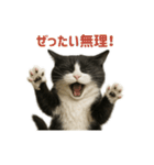 リアルでかわいい猫さんのスタンプ（個別スタンプ：10）