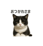リアルでかわいい猫さんのスタンプ（個別スタンプ：12）