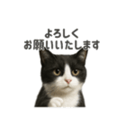 リアルでかわいい猫さんのスタンプ（個別スタンプ：13）