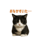 リアルでかわいい猫さんのスタンプ（個別スタンプ：15）