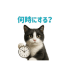 リアルでかわいい猫さんのスタンプ（個別スタンプ：16）