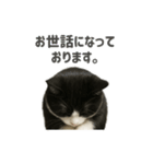 リアルでかわいい猫さんのスタンプ（個別スタンプ：17）