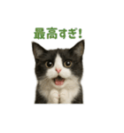 リアルでかわいい猫さんのスタンプ（個別スタンプ：18）