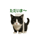 リアルでかわいい猫さんのスタンプ（個別スタンプ：19）