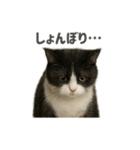 リアルでかわいい猫さんのスタンプ（個別スタンプ：20）