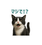 リアルでかわいい猫さんのスタンプ（個別スタンプ：21）