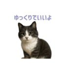 リアルでかわいい猫さんのスタンプ（個別スタンプ：22）