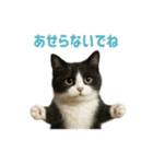 リアルでかわいい猫さんのスタンプ（個別スタンプ：23）