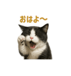 リアルでかわいい猫さんのスタンプ（個別スタンプ：24）