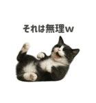 リアルでかわいい猫さんのスタンプ（個別スタンプ：25）