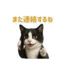 リアルでかわいい猫さんのスタンプ（個別スタンプ：28）