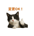 リアルでかわいい猫さんのスタンプ（個別スタンプ：29）