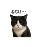 リアルでかわいい猫さんのスタンプ（個別スタンプ：31）