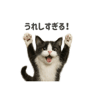 リアルでかわいい猫さんのスタンプ（個別スタンプ：32）