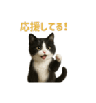 リアルでかわいい猫さんのスタンプ（個別スタンプ：33）