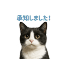 リアルでかわいい猫さんのスタンプ（個別スタンプ：34）