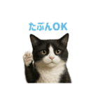 リアルでかわいい猫さんのスタンプ（個別スタンプ：35）