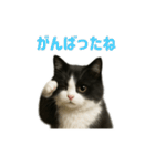 リアルでかわいい猫さんのスタンプ（個別スタンプ：36）