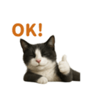 リアルでかわいい猫さんのスタンプ（個別スタンプ：38）