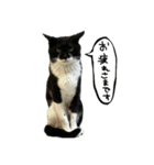 ワサビとちゅら（個別スタンプ：1）