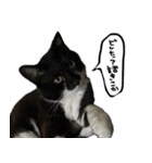 ワサビとちゅら（個別スタンプ：10）