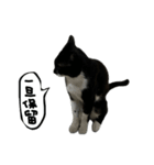ワサビとちゅら（個別スタンプ：11）