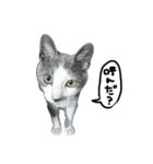 ワサビとちゅら（個別スタンプ：12）