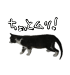 ワサビとちゅら（個別スタンプ：23）