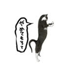 ワサビとちゅら（個別スタンプ：33）