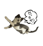 ワサビとちゅら（個別スタンプ：36）