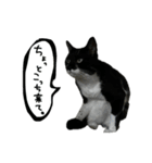 ワサビとちゅら（個別スタンプ：39）