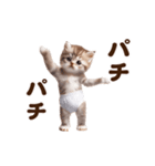 踊る！おパンツネコちゃん！にゃんだふる～（個別スタンプ：23）