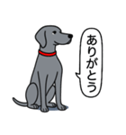 ワイマラナー(スムース＋グレー)（個別スタンプ：1）