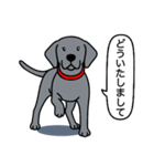 ワイマラナー(スムース＋グレー)（個別スタンプ：3）