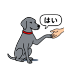 ワイマラナー(スムース＋グレー)（個別スタンプ：4）