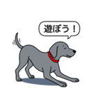 ワイマラナー(スムース＋グレー)（個別スタンプ：6）