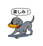 ワイマラナー(スムース＋グレー)（個別スタンプ：7）