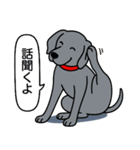 ワイマラナー(スムース＋グレー)（個別スタンプ：8）