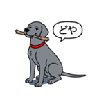 ワイマラナー(スムース＋グレー)（個別スタンプ：9）