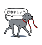 ワイマラナー(スムース＋グレー)（個別スタンプ：10）