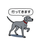 ワイマラナー(スムース＋グレー)（個別スタンプ：11）