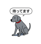 ワイマラナー(スムース＋グレー)（個別スタンプ：13）