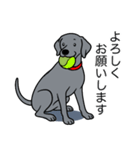 ワイマラナー(スムース＋グレー)（個別スタンプ：14）