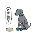 ワイマラナー(スムース＋グレー)（個別スタンプ：15）