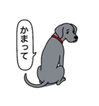 ワイマラナー(スムース＋グレー)（個別スタンプ：16）