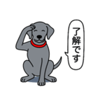 ワイマラナー(スムース＋グレー)（個別スタンプ：17）