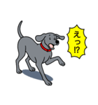 ワイマラナー(スムース＋グレー)（個別スタンプ：18）