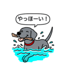 ワイマラナー(スムース＋グレー)（個別スタンプ：23）