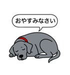 ワイマラナー(スムース＋グレー)（個別スタンプ：24）